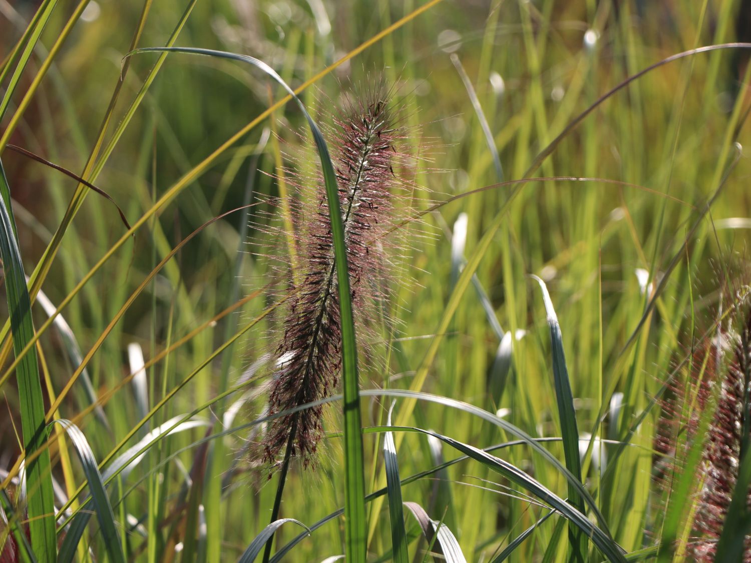 Federborstengras 'Red Head' - Pennisetum alopecuroides 'Red Head'