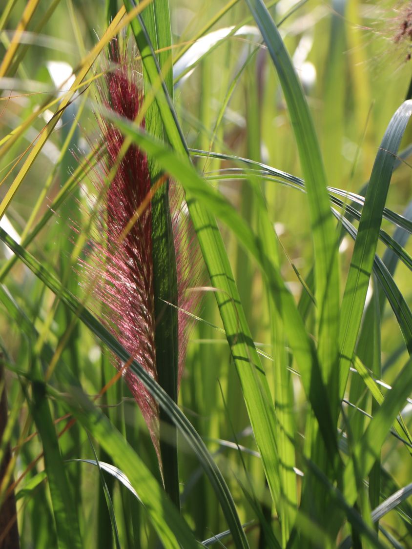 Federborstengras 'Red Head' - Pennisetum alopecuroides 'Red Head'