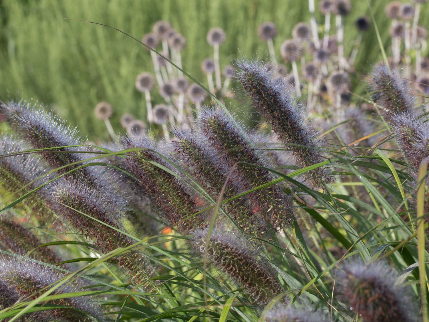 Federborstengras 'Red Head' - Pennisetum alopecuroides 'Red Head'