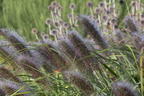 Federborstengras 'Red Head' - Pennisetum alopecuroides 'Red Head'
