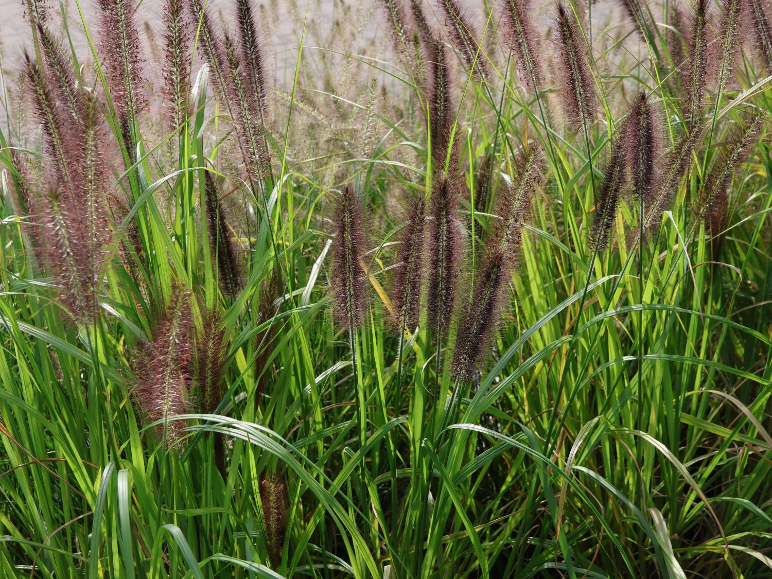 Federborstengras 'Red Head' - Pennisetum alopecuroides 'Red Head'
