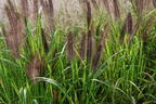 Federborstengras 'Red Head' - Pennisetum alopecuroides 'Red Head'