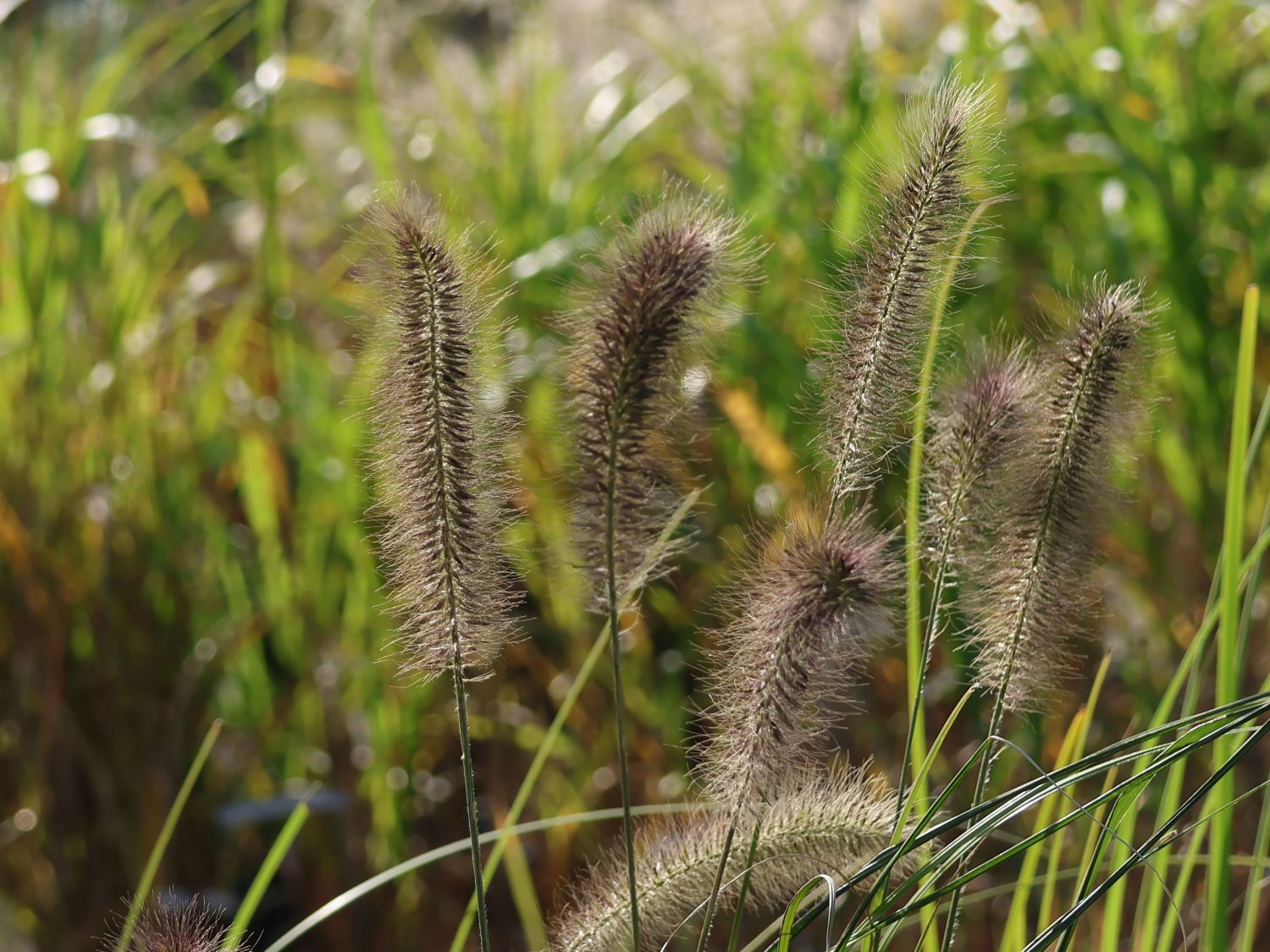 Federborstengras 'Red Head' - Pennisetum alopecuroides 'Red Head'