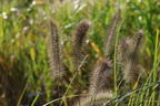 Federborstengras 'Red Head' - Pennisetum alopecuroides 'Red Head'