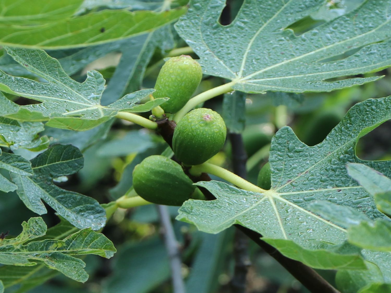 Feige 'ALL YEAR HECTOR' ®