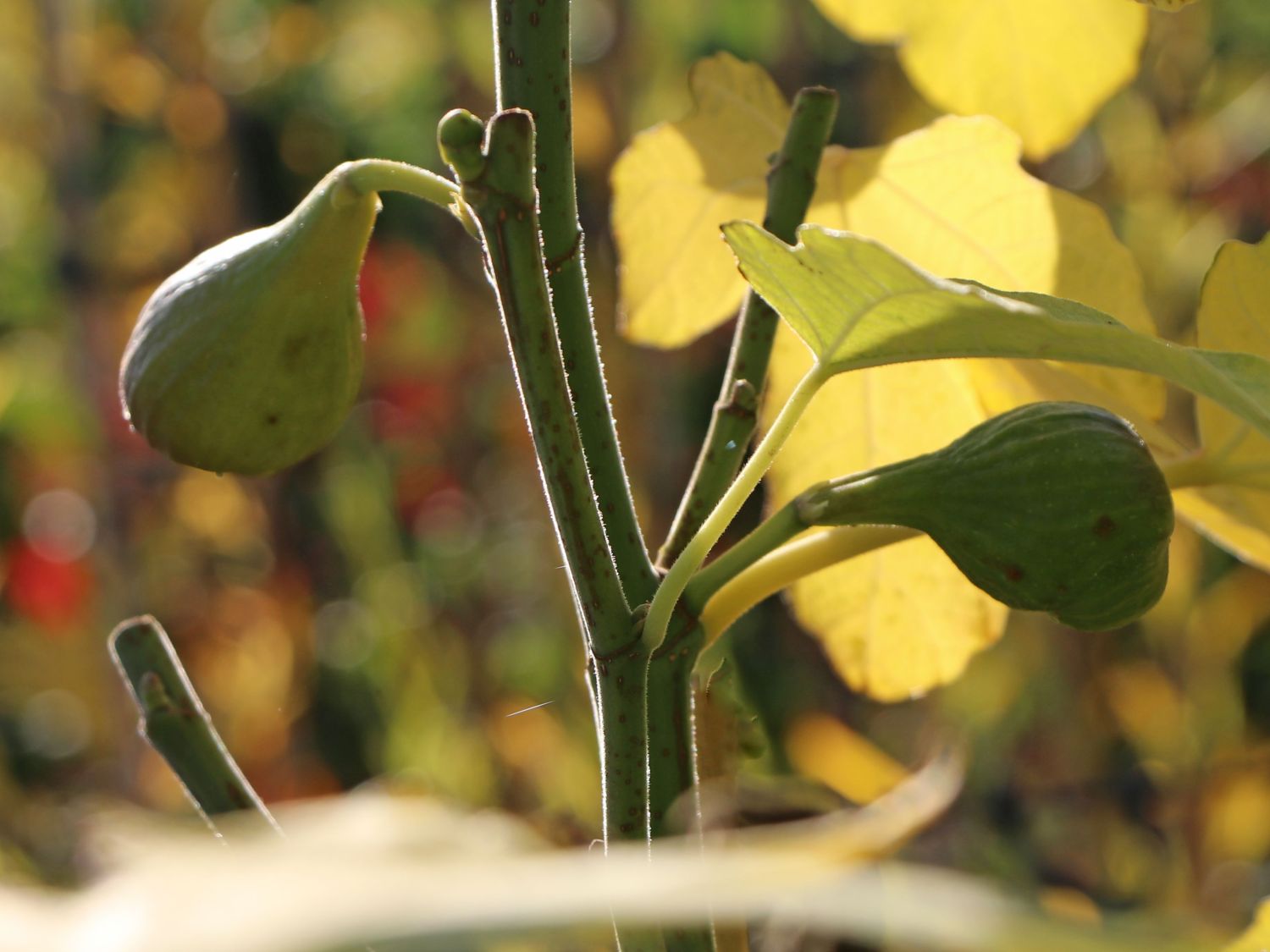 Feige 'Firoma' ® - Ficus carica 'Firoma' ®