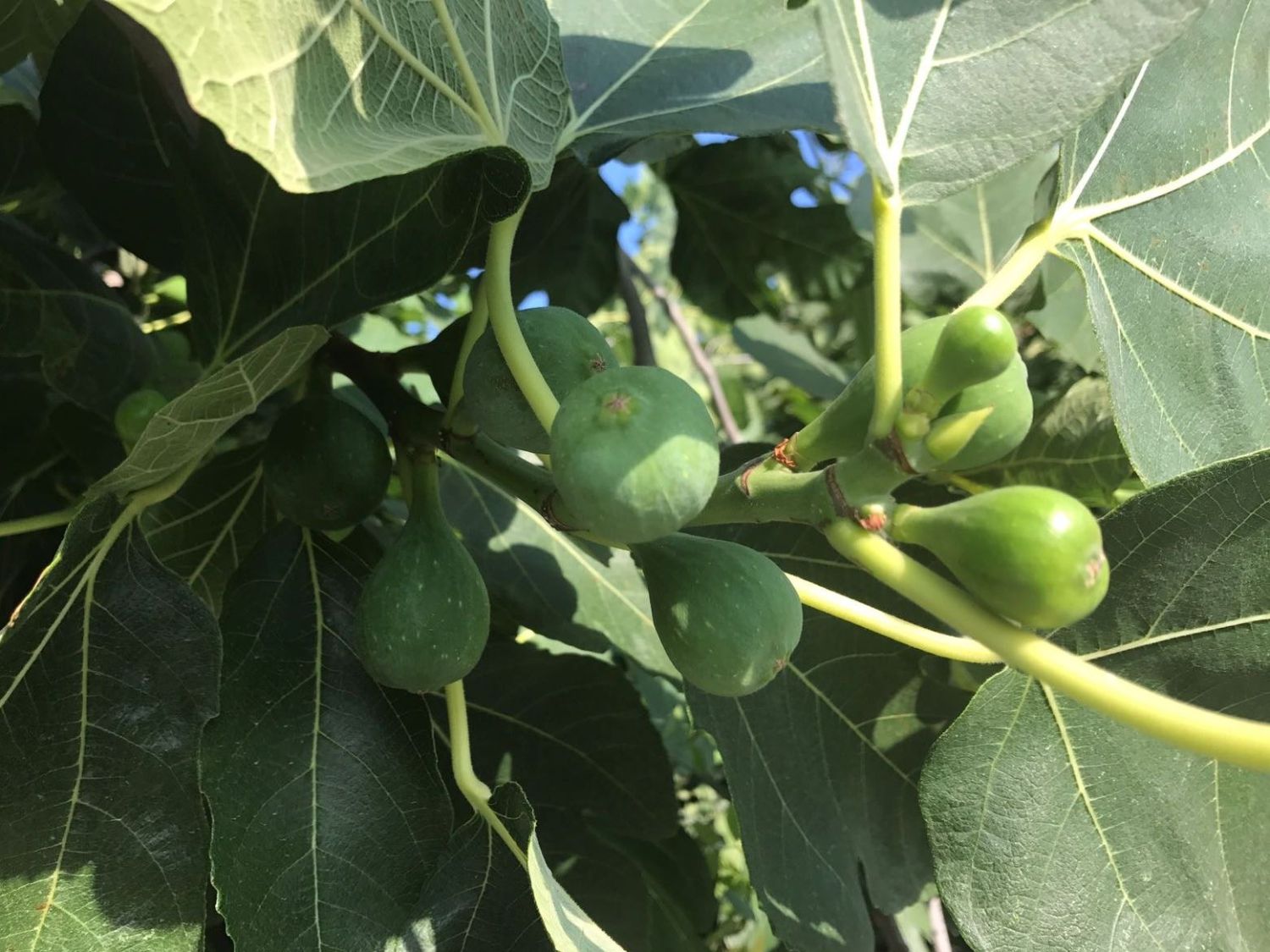 Feige 'Firoma' ® - Ficus carica 'Firoma' ®