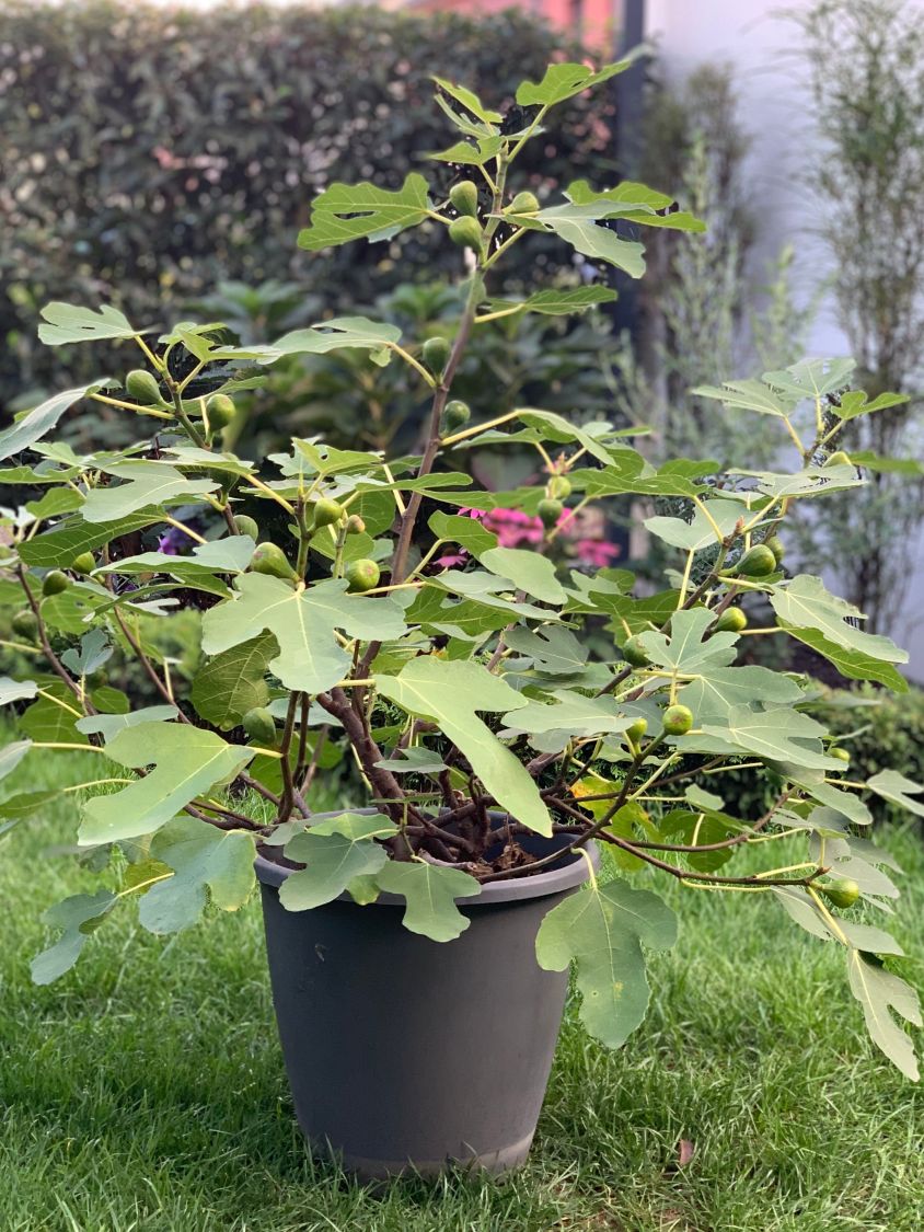 Feige 'Firoma' ® - Ficus carica 'Firoma' ®