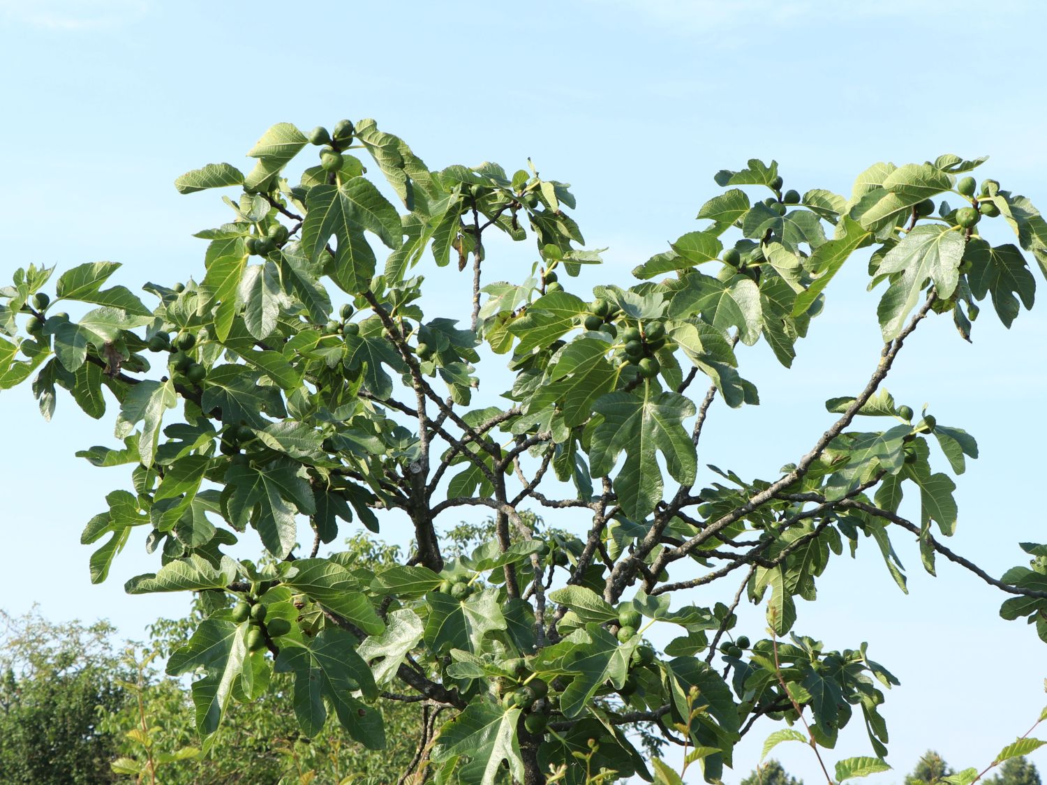 Feige 'Firoma' ® - Ficus carica 'Firoma' ®