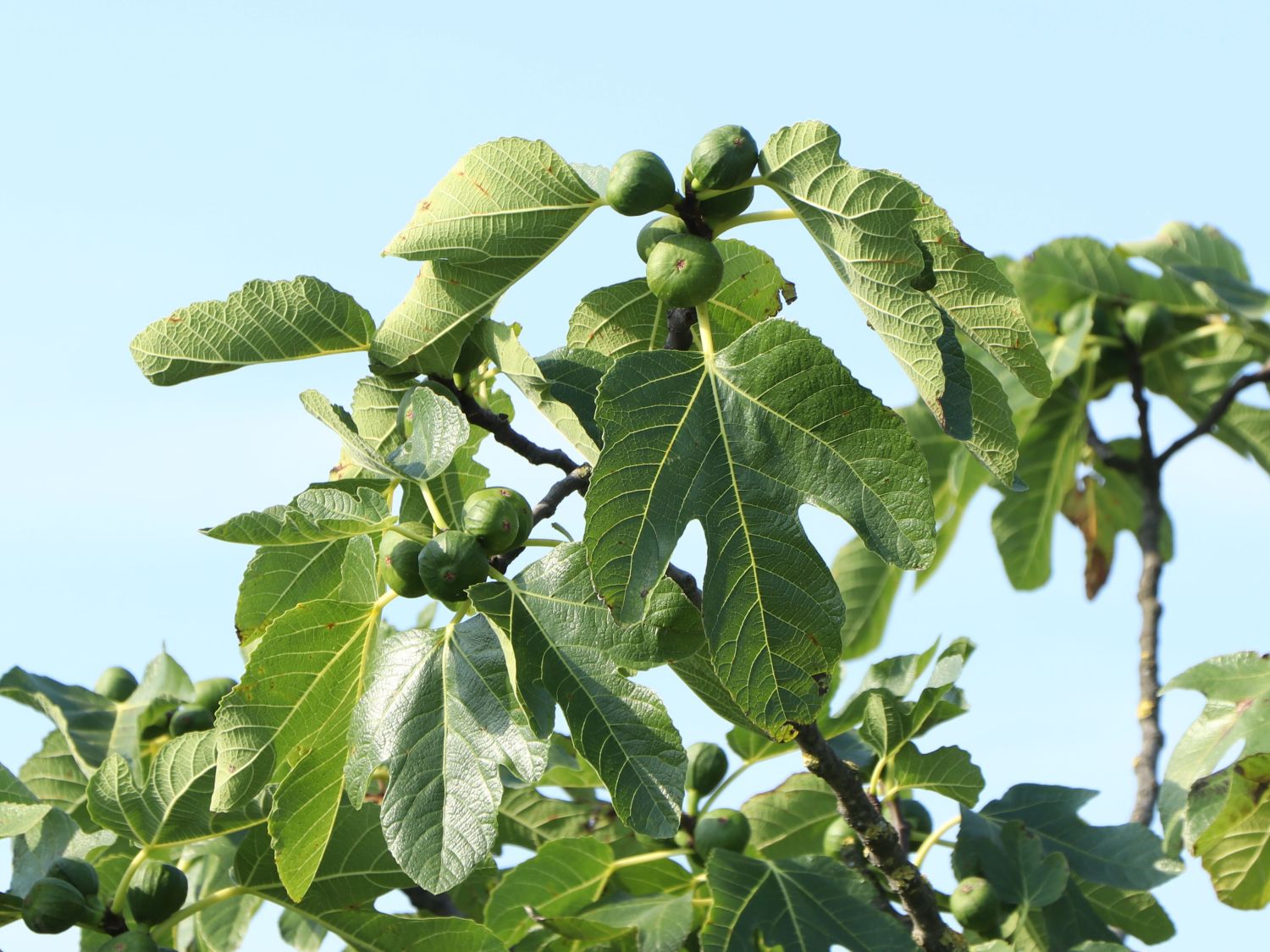 Feige 'Firoma' ® - Ficus carica 'Firoma' ®