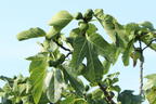 Feige 'Firoma' ® - Ficus carica 'Firoma' ®