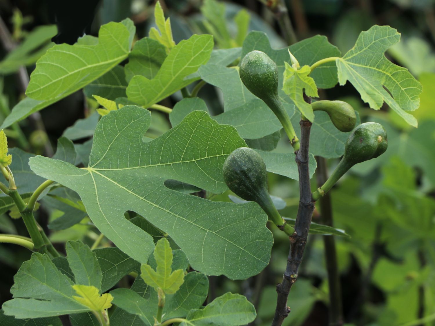 Feige 'Firoma' ® - Ficus carica 'Firoma' ®