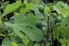 Feige 'Firoma' ® - Ficus carica 'Firoma' ®