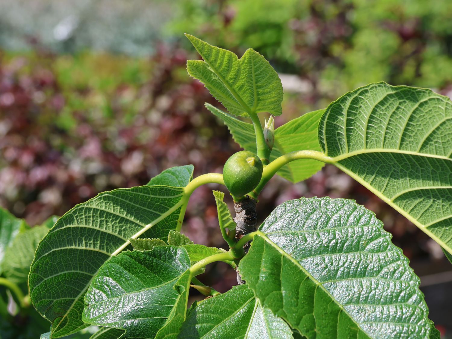 Feige 'Gota de Miel'