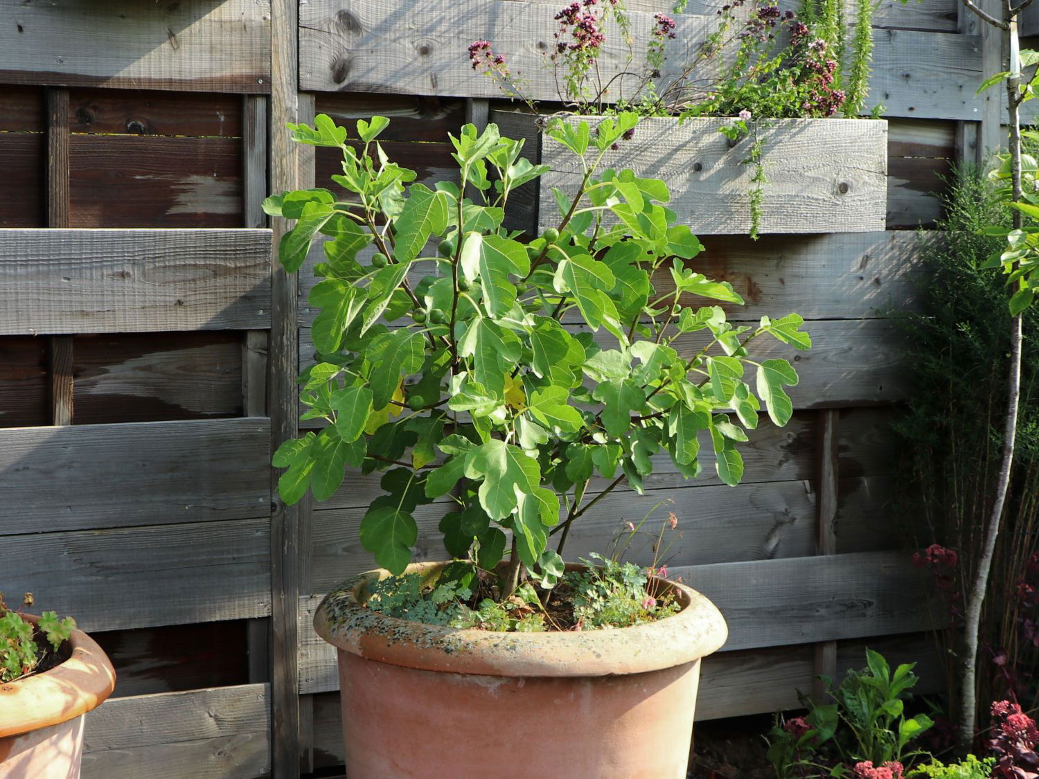 Feige 'Lucky Berry' ® Ficus 'Lucky Berry' ® Baumschule Horstmann