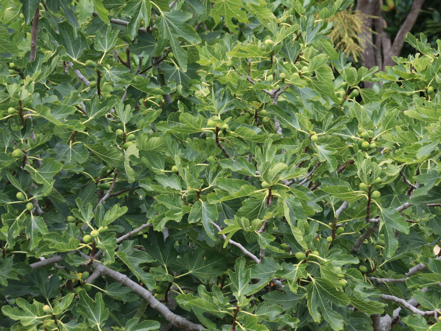 Feige 'Osborn Profilic' - Ficus carica 'Osborn Profilic'