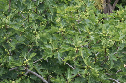 Feige 'Osborn Profilic' - Ficus carica 'Osborn Profilic'