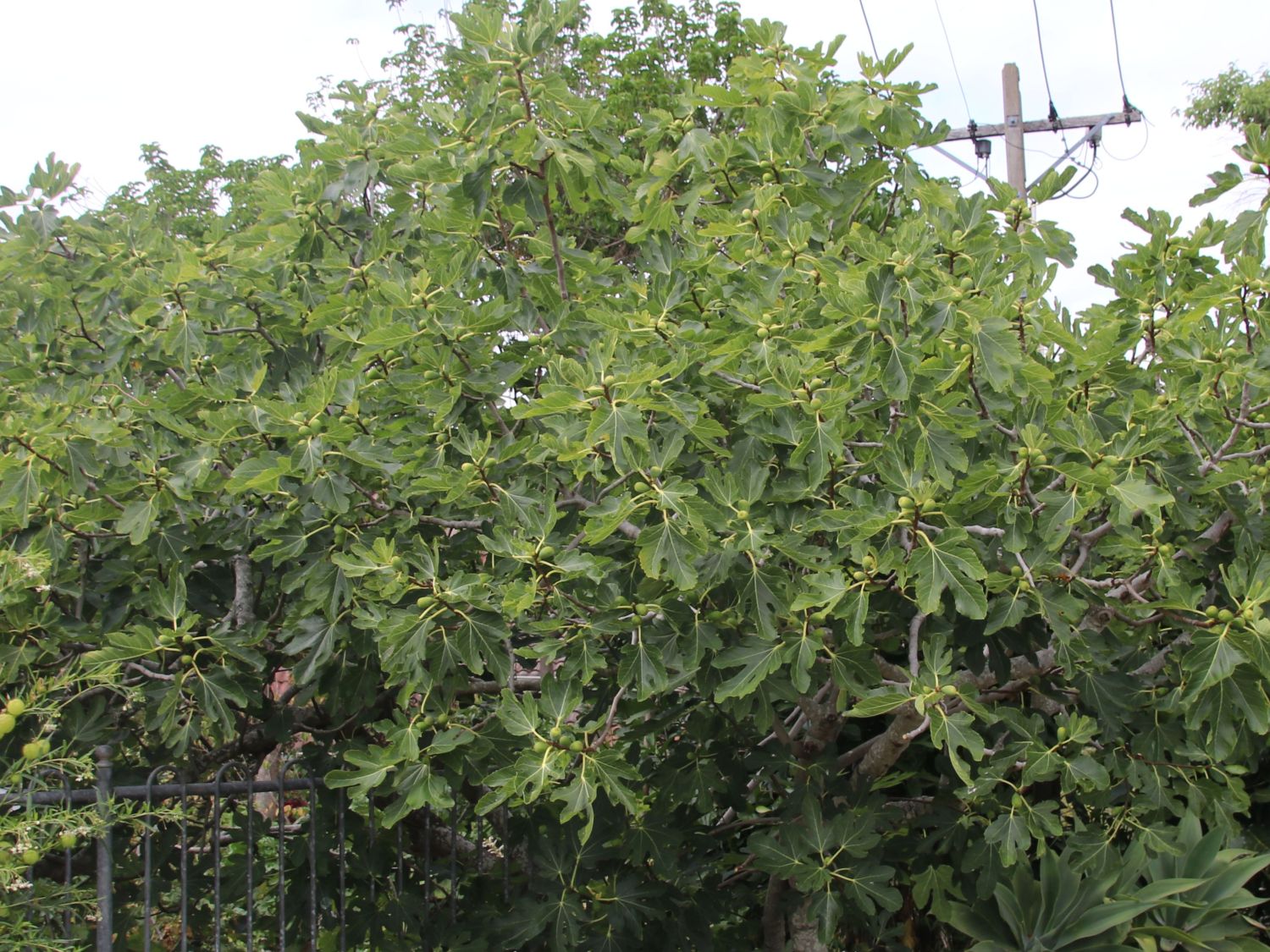 Feige 'Osborn Profilic' - Ficus carica 'Osborn Profilic'