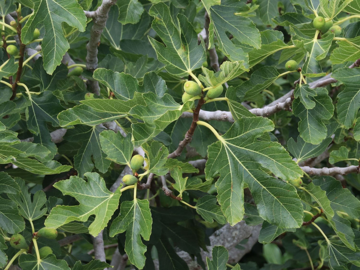 Feige 'Osborn Profilic' - Ficus carica 'Osborn Profilic'