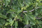 Feige 'Osborn Profilic' - Ficus carica 'Osborn Profilic'