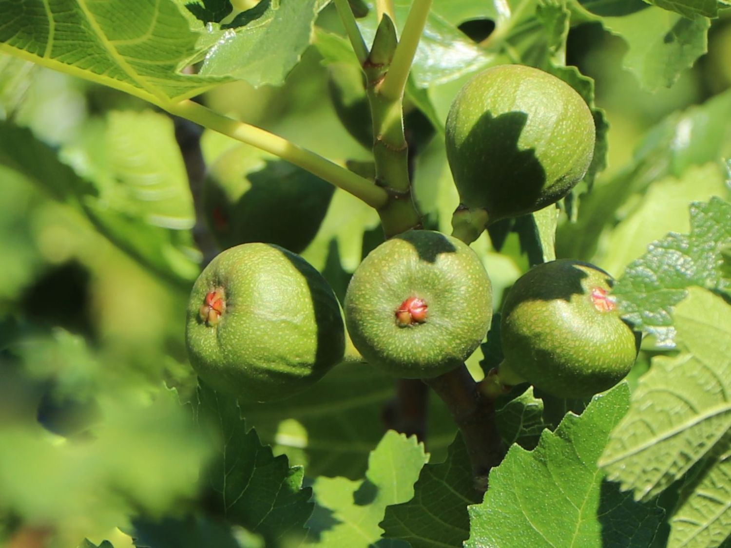 Feige 'Precoce de Dalmatie' - Ficus carica 'Precoce de Dalmatie'