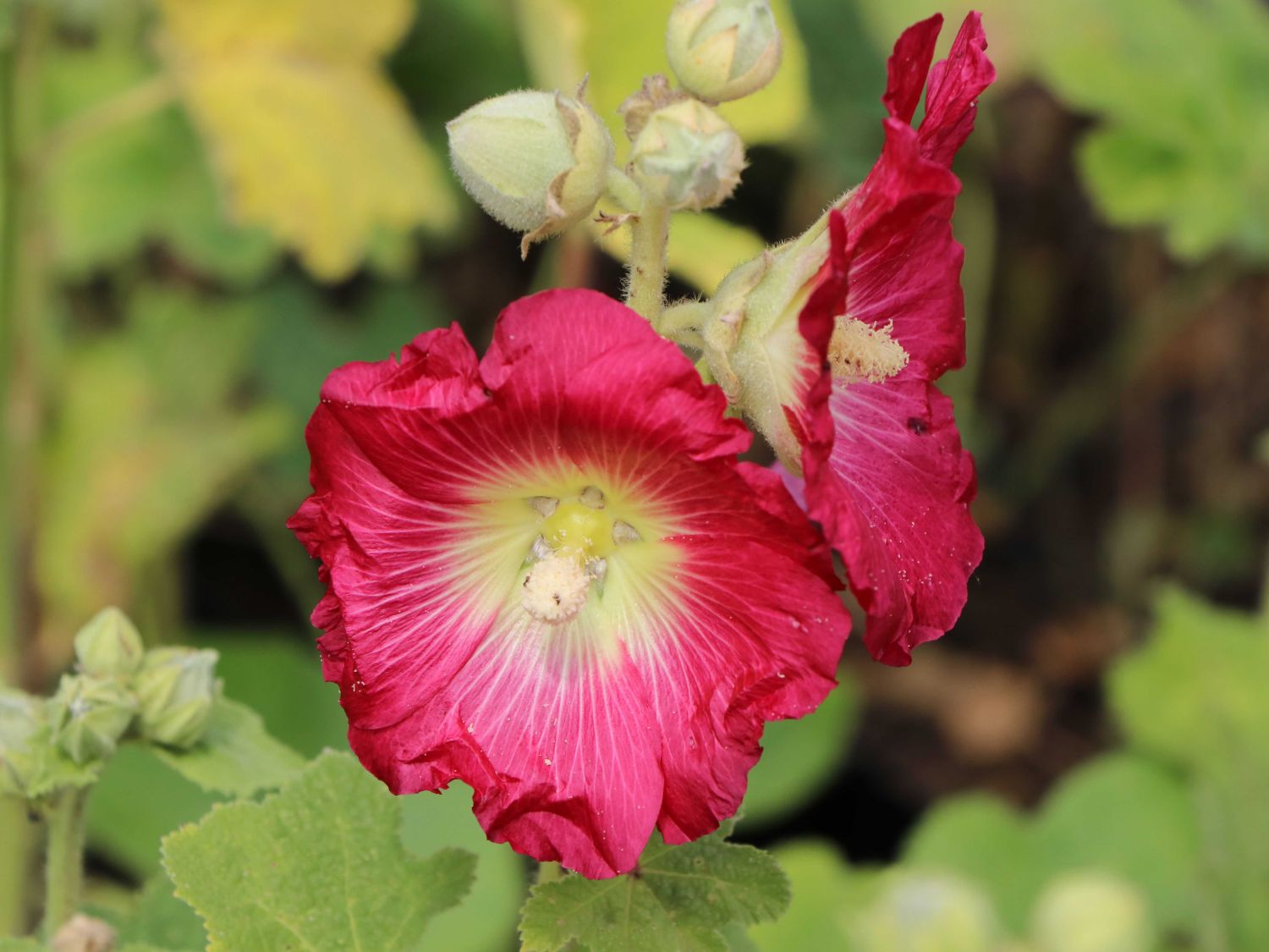 Feigenblättrige Stockrose