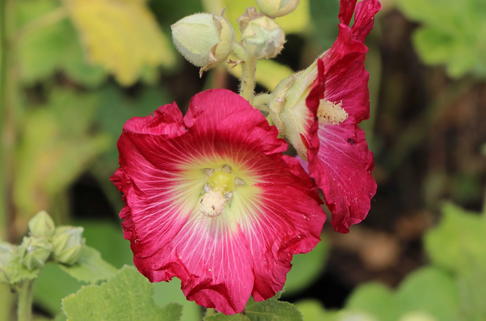 Feigenblättrige Stockrose - Alcea ficifolia