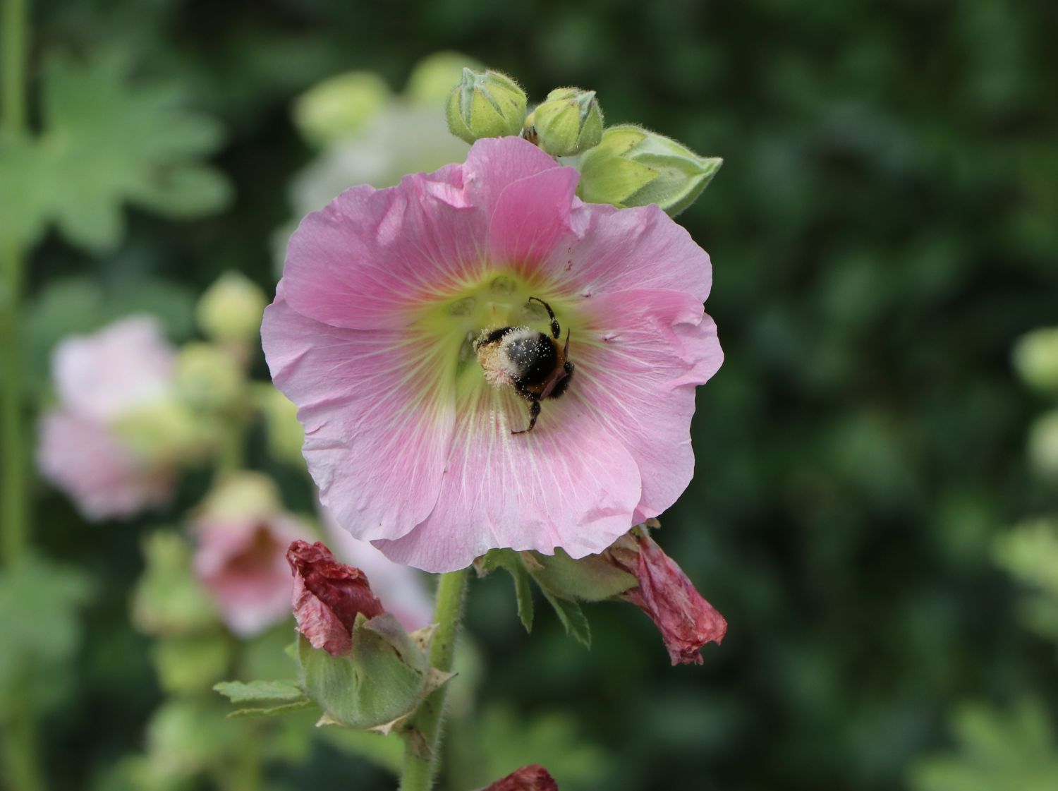 Stockrosen (Alcea)