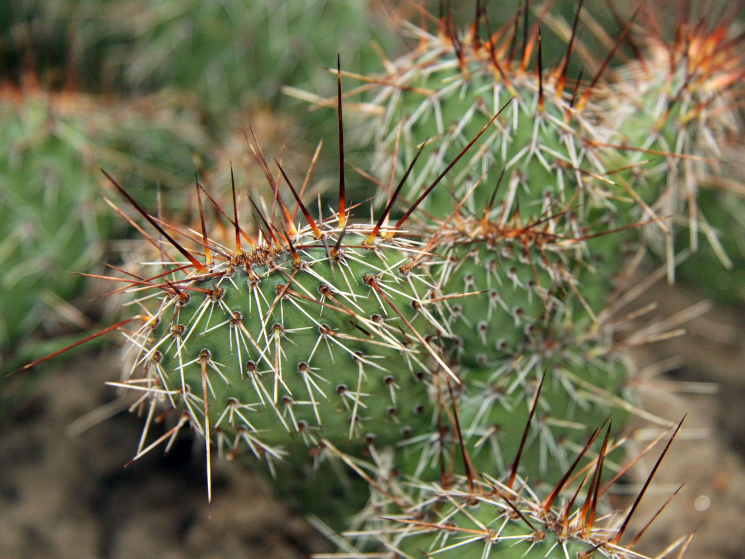 Opuntien (Opuntia)