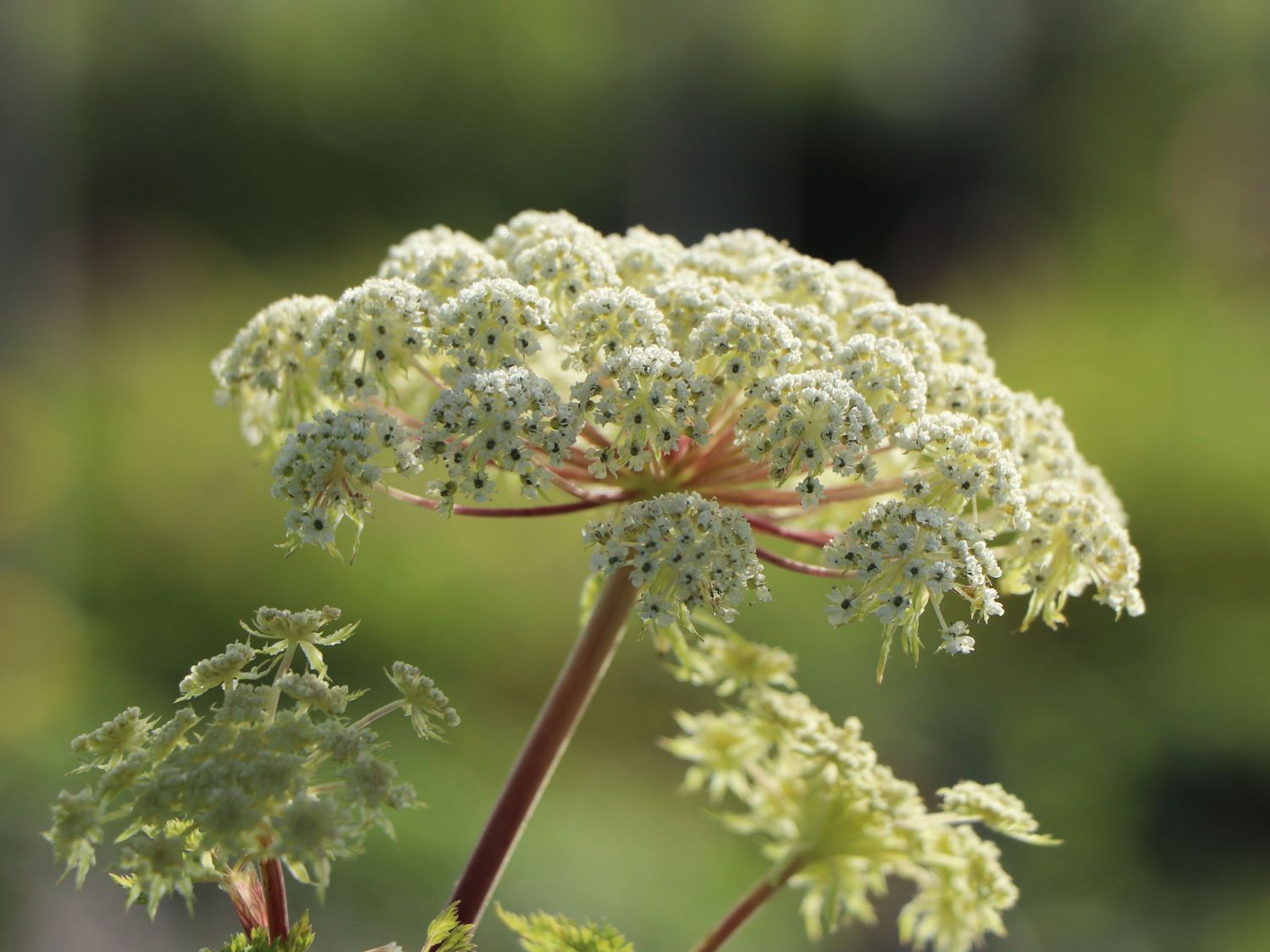 Feinblättrige Silge