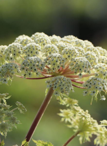Doldenbl tler Apiaceae Wissen Pflanzen Dieser Familie doldenbl-tler-apiaceae-wissen-pflanzen-dieser-familie