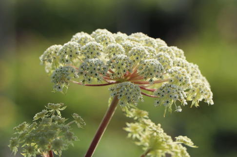 Feinblättrige Silge - Selinum wallichianum