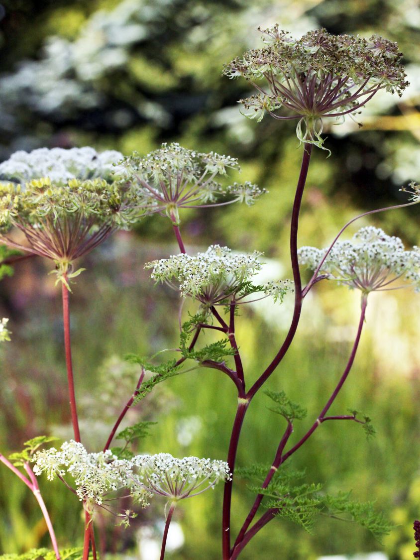 Feinblättrige Silge - Selinum wallichianum