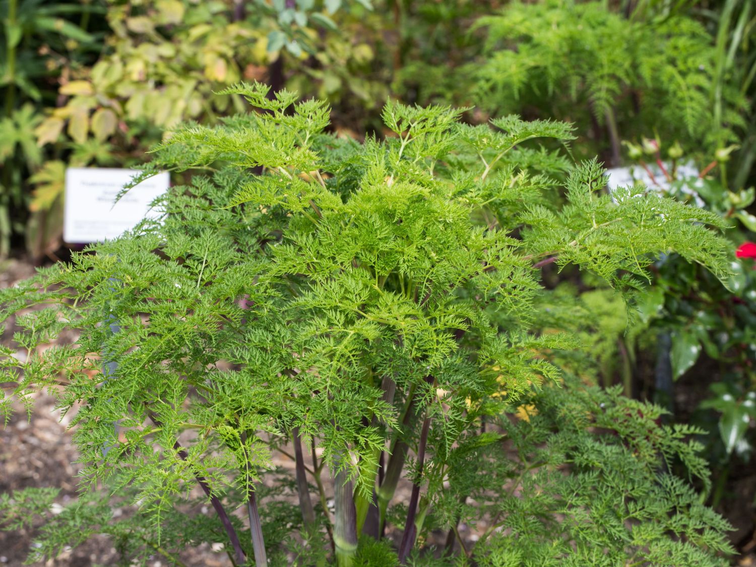 Feinblättrige Silge - Selinum wallichianum