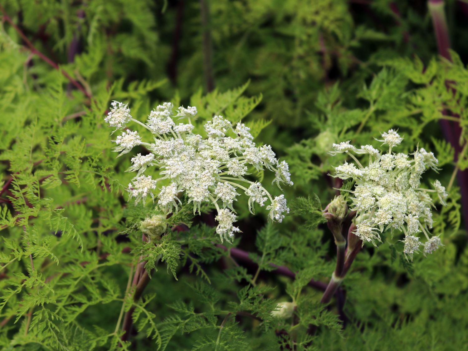 Feinblättrige Silge - Selinum wallichianum