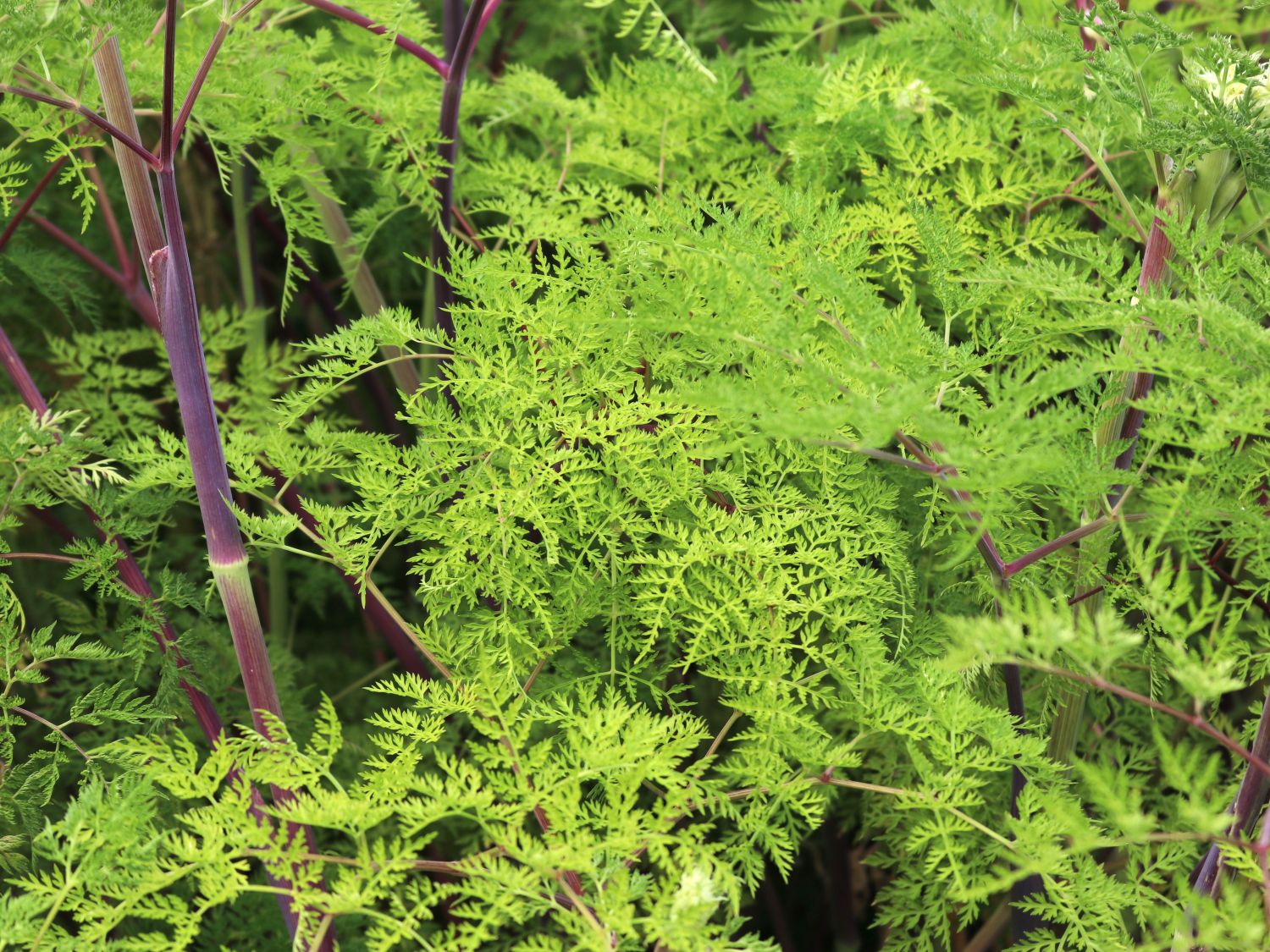 Feinblättrige Silge - Selinum wallichianum