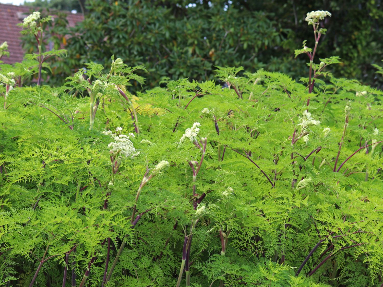 Feinblättrige Silge - Selinum wallichianum