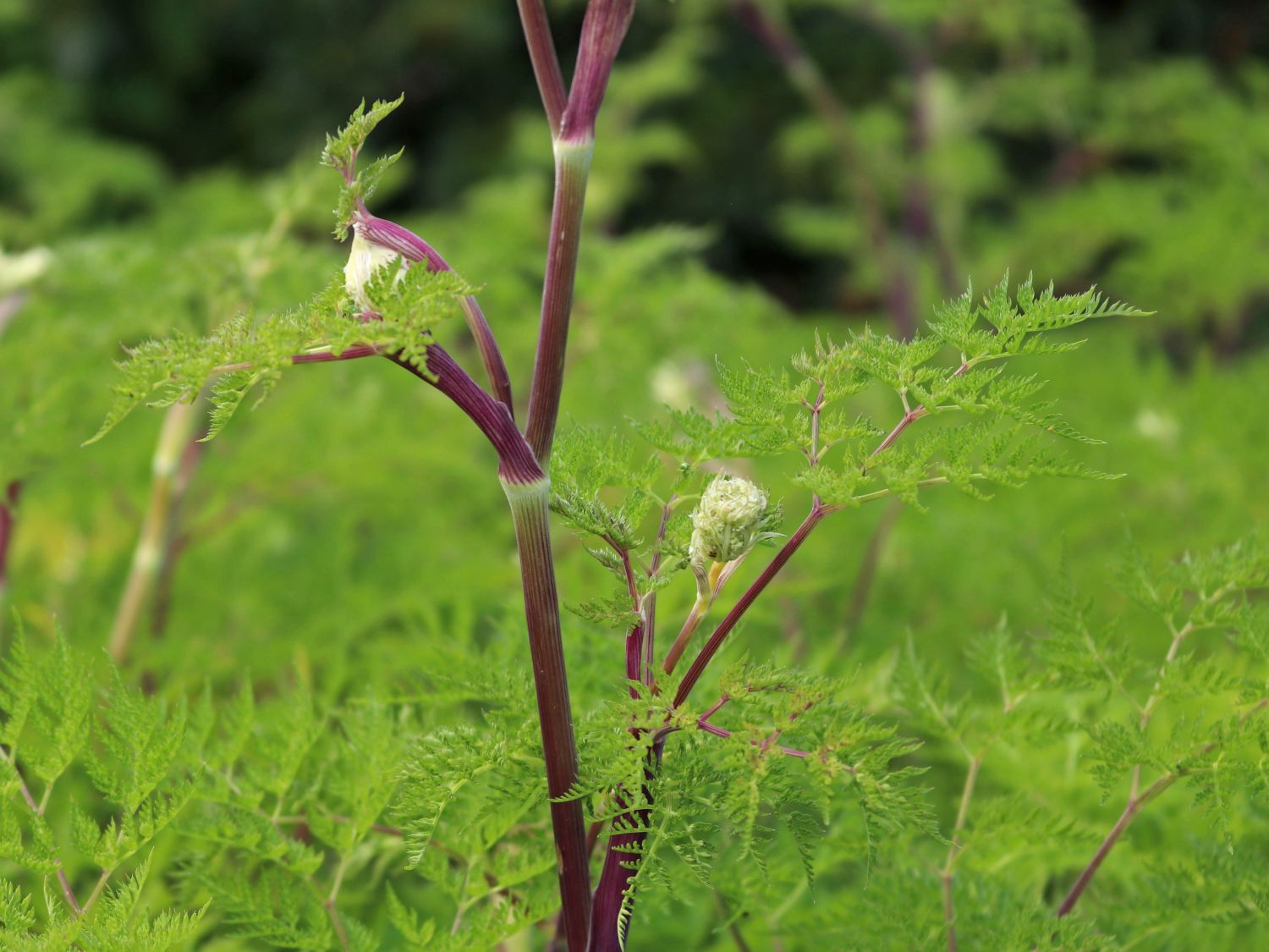 Feinblättrige Silge - Selinum wallichianum