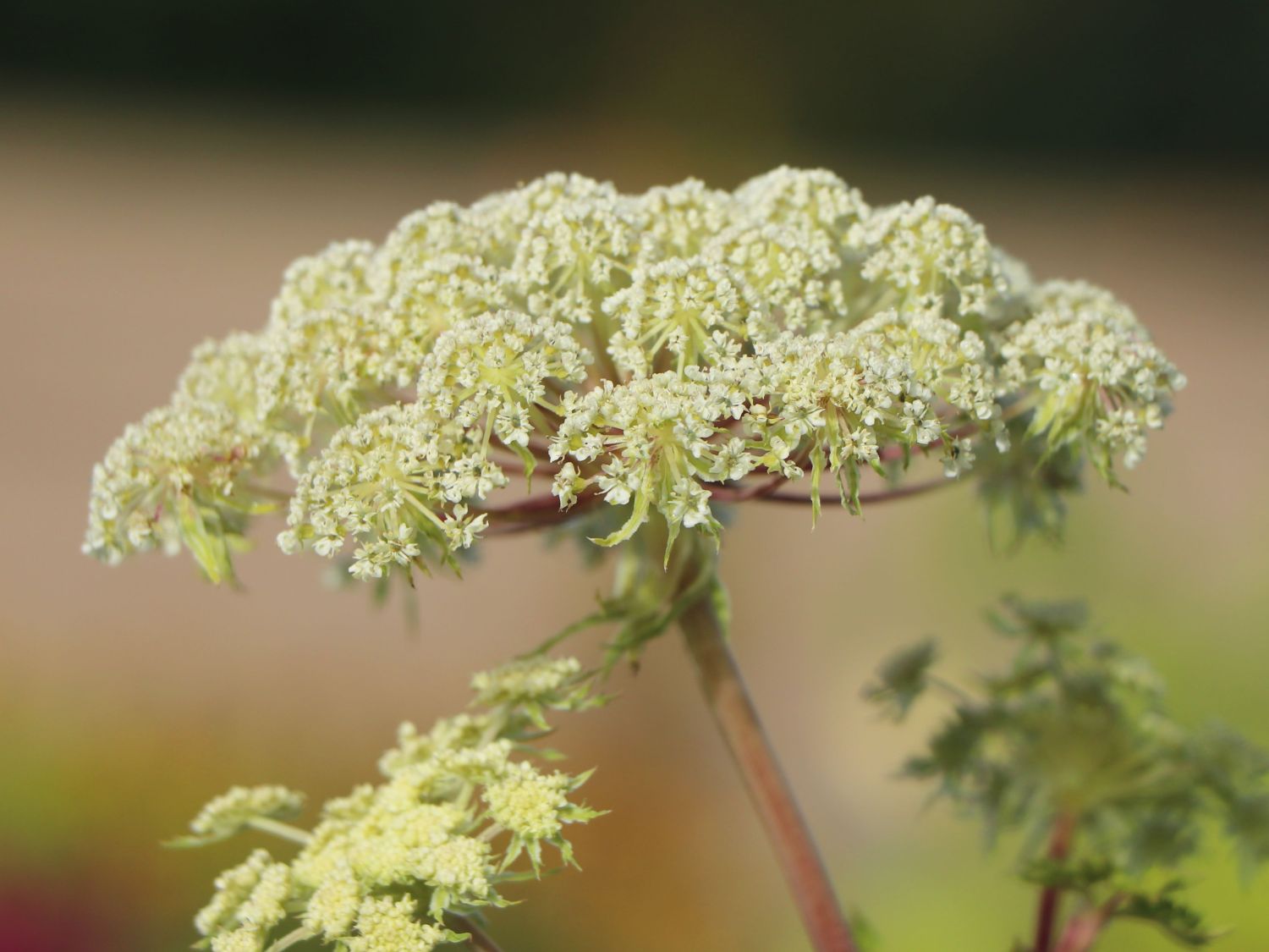 Feinblättrige Silge - Selinum wallichianum