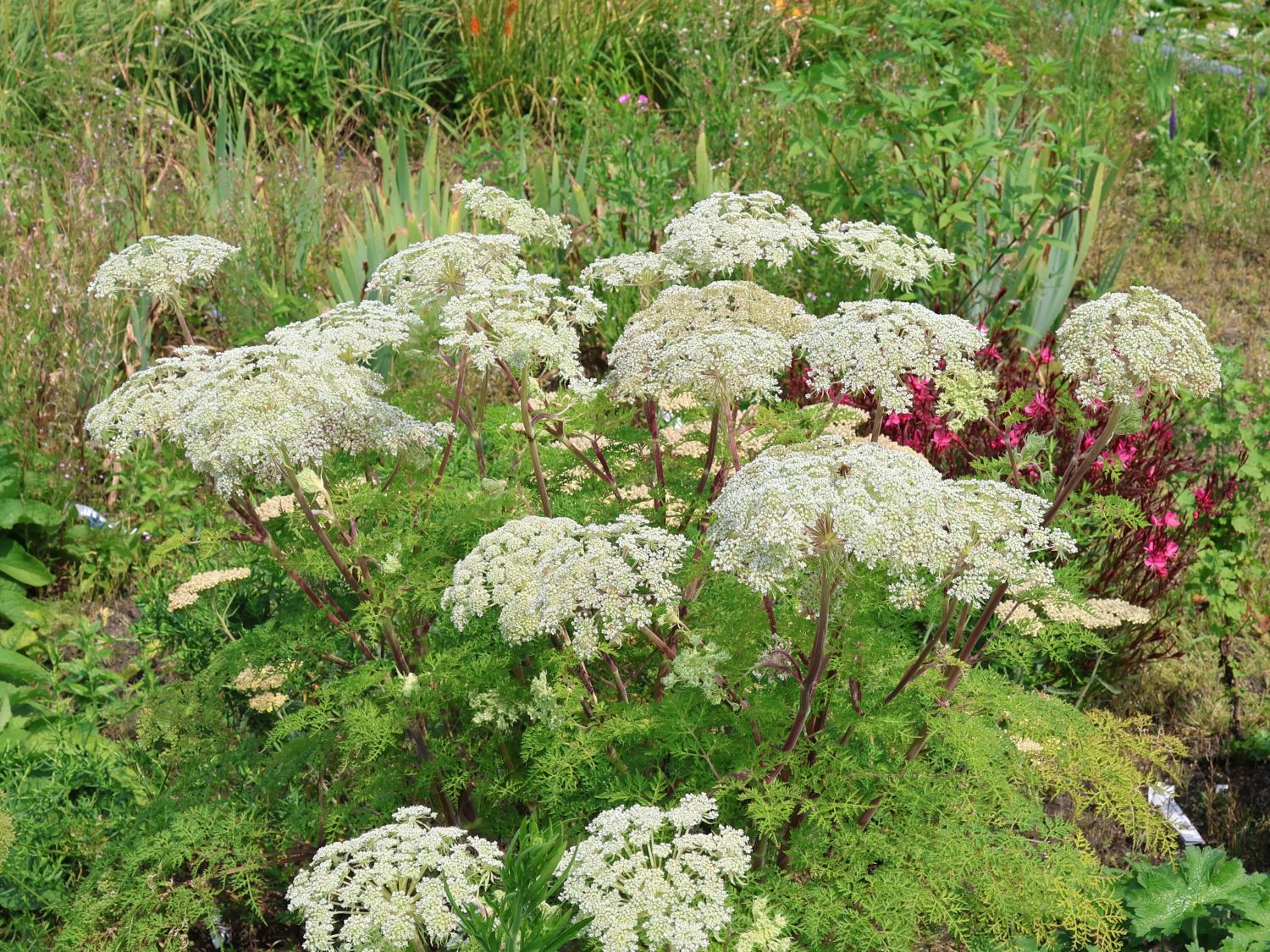 Feinblättrige Silge - Selinum wallichianum