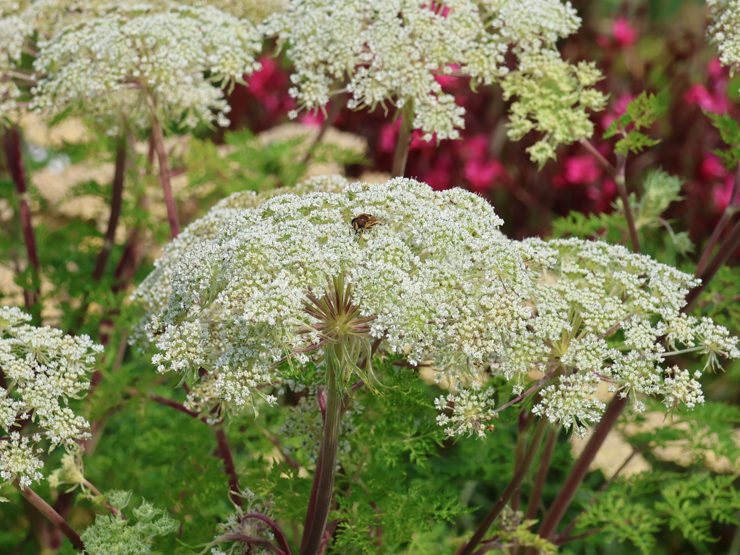 Feinblättrige Silge - Selinum wallichianum