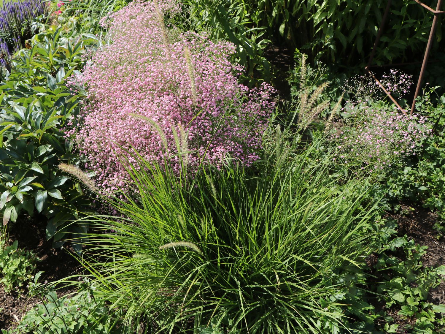 Feines Federborstengras 'Fairy Tails'