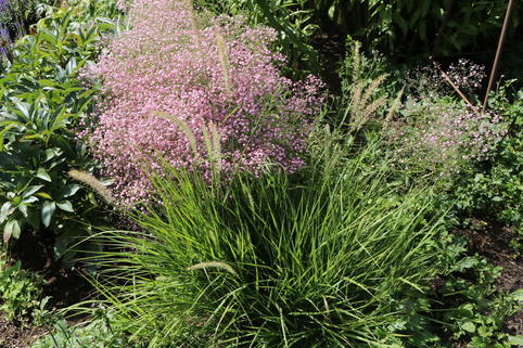 Feines Federborstengras 'Fairy Tails' - Pennisetum orientale 'Fairy Tails'