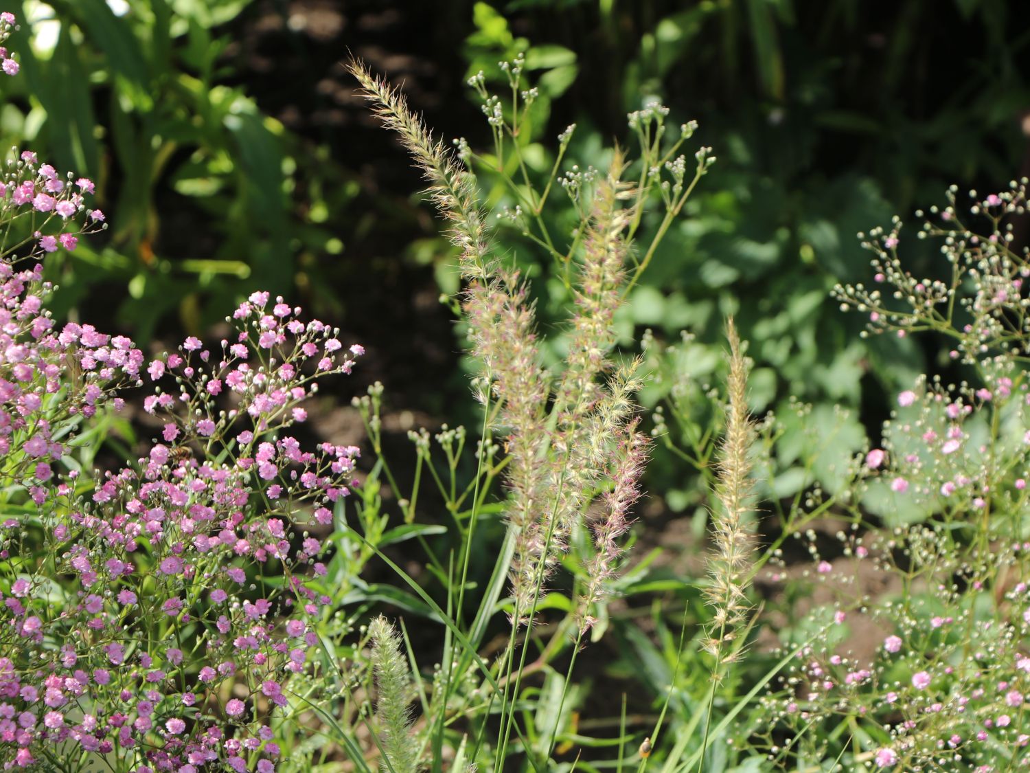 Feines Federborstengras 'Fairy Tails' - Pennisetum orientale 'Fairy Tails'