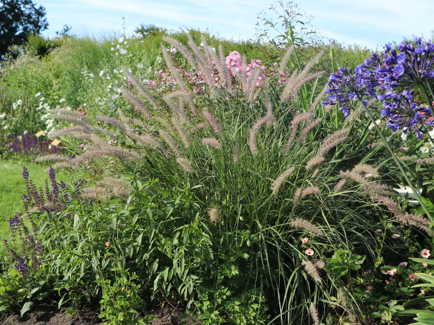 Feines Federborstengras JS ® 'Dance With Me'