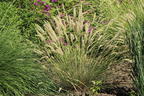 Feines Federborstengras - Pennisetum orientale