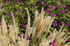 Feines Federborstengras - Pennisetum orientale