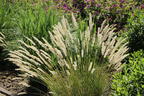 Feines Federborstengras - Pennisetum orientale