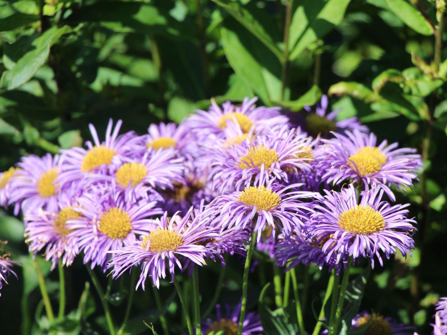 Berufkräuter (Erigeron)