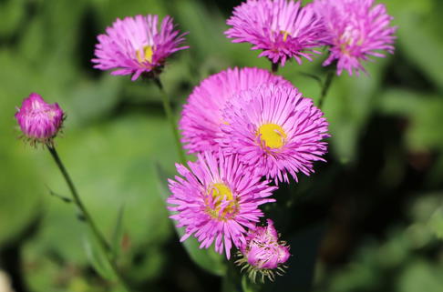 Feinstrahl 'Foersters Liebling' - Erigeron x cultorum 'Foersters Liebling'
